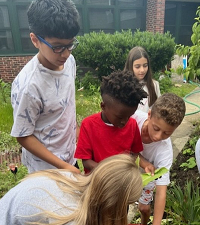 Students picking lettuce out of the garden