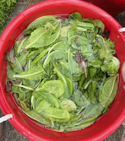 A bucket of lettuce